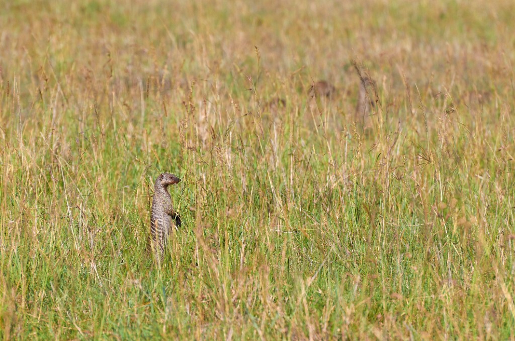 Banded mongoose 1
